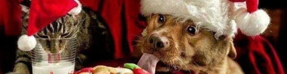 dog natale