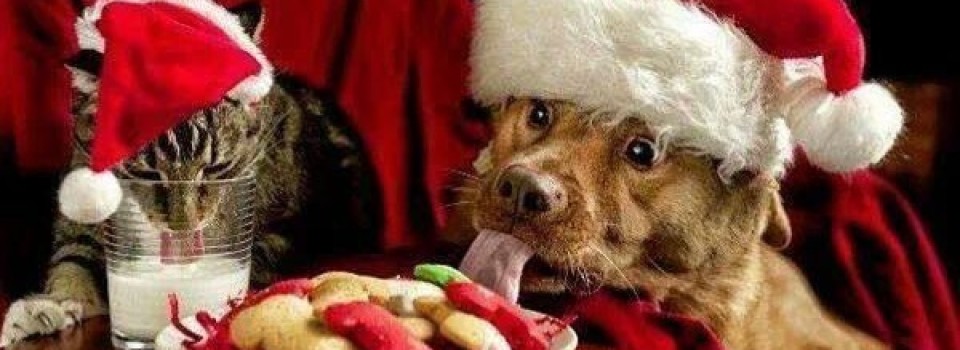 dog natale