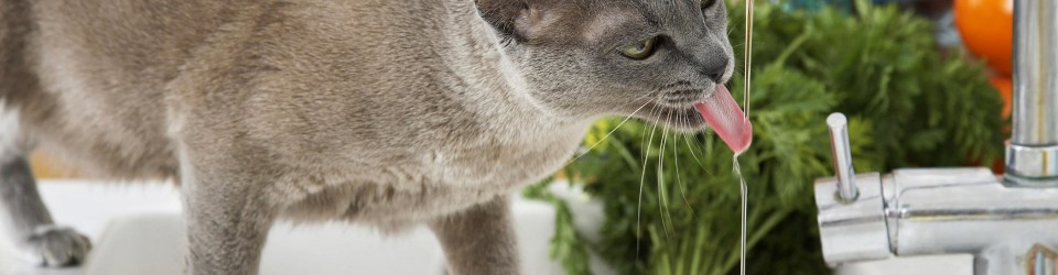 gatto-beve-comportamenti-del-gatto