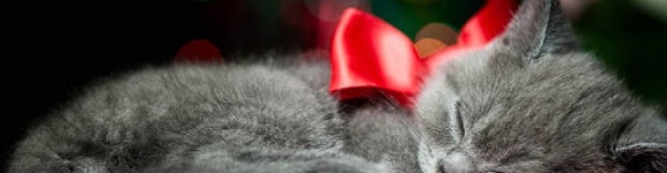 gatto-dorme-regali-di-natale
